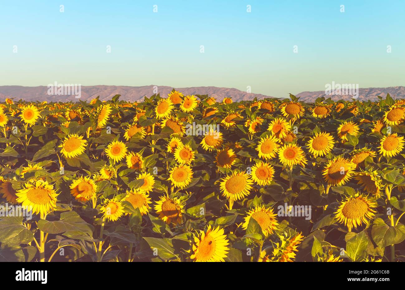 Campo de girasoles florecientes a primera hora de la mañana en California Central Valley, EE.UU., a principios del verano. Foto de stock