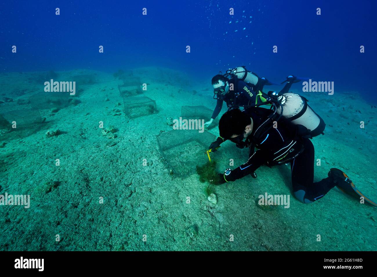 Biólogos marinos experimentando sobre la presión de pastoreo de rabbitfishes invasivos sobre especies de macroalgas en hábitats rocosos costeros del Mediterráneo turco. Foto de stock