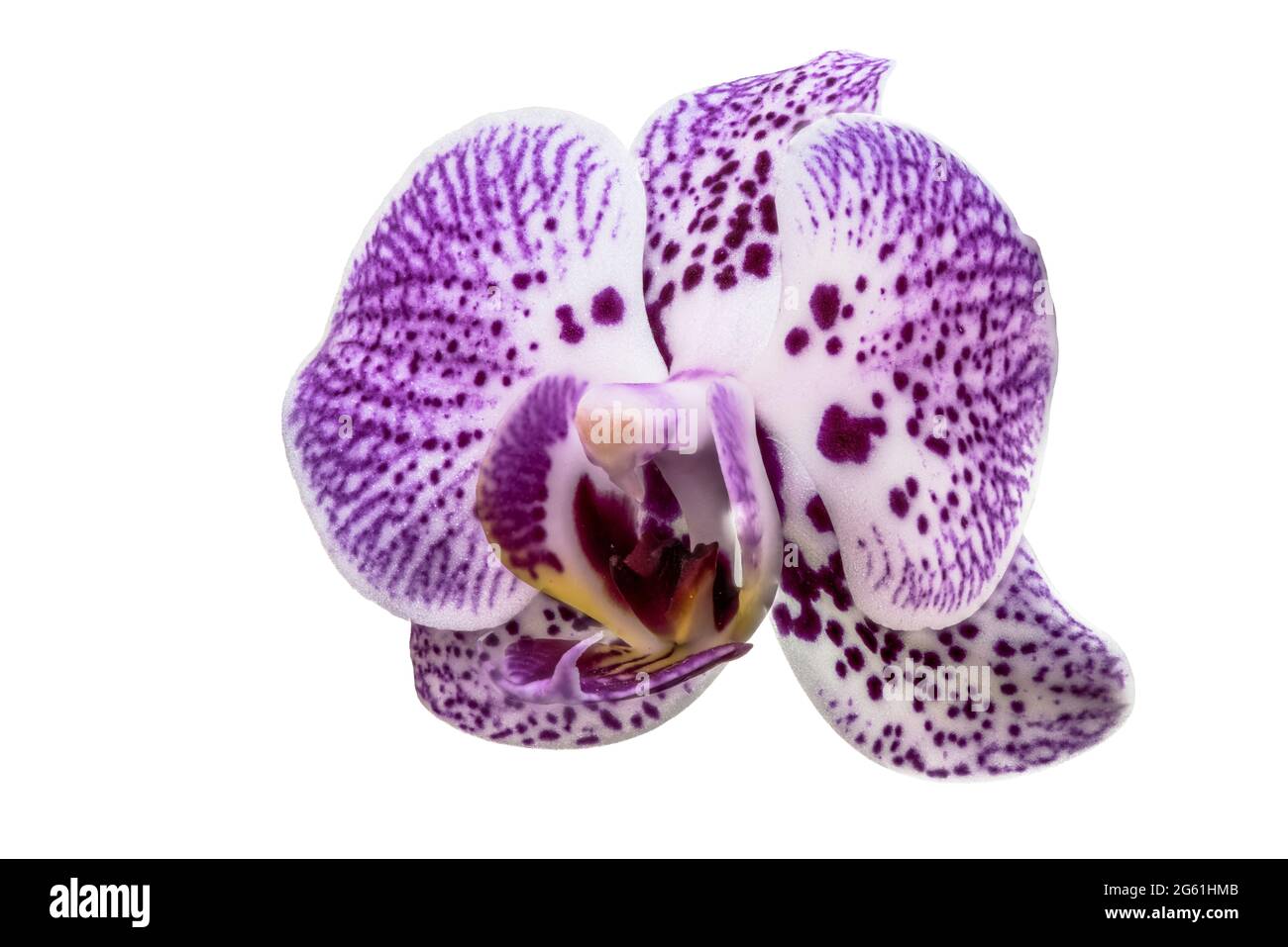 Flor única de orquídea ornamental Phalaenopsis sp. Sobre fondo blanco Foto de stock