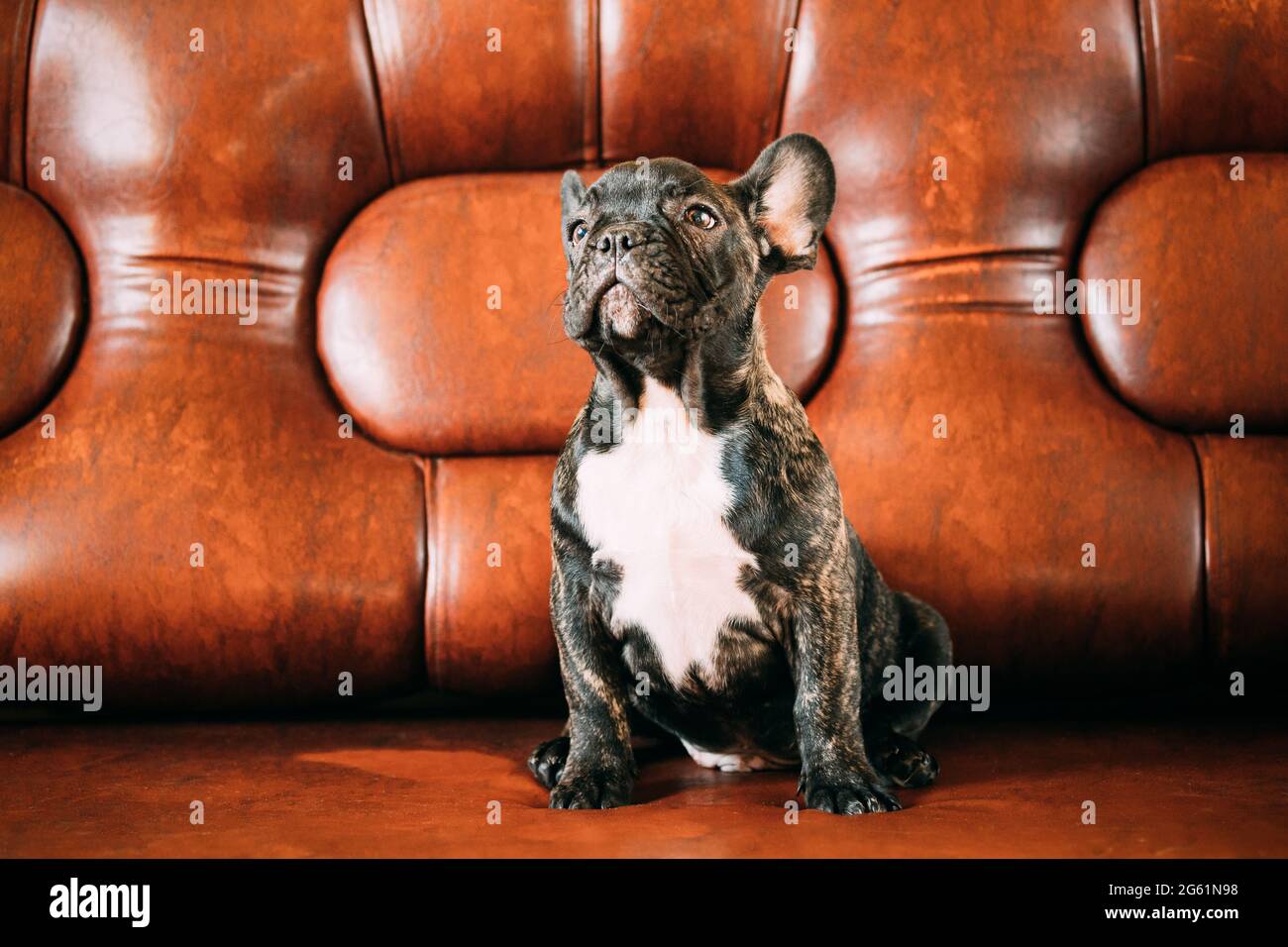 Cachorro Bulldog Con Mancha Ocular Marron Fotos E Imagenes De Stock Alamy