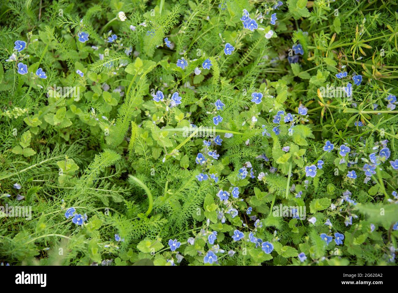 primer plano de un prado no cultivado con germander speedwell con pequeñas flores azules Foto de stock