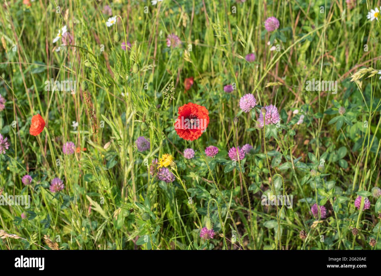 la flor de una amapola roja en un prado de flores silvestres con pétalos de tinta Foto de stock