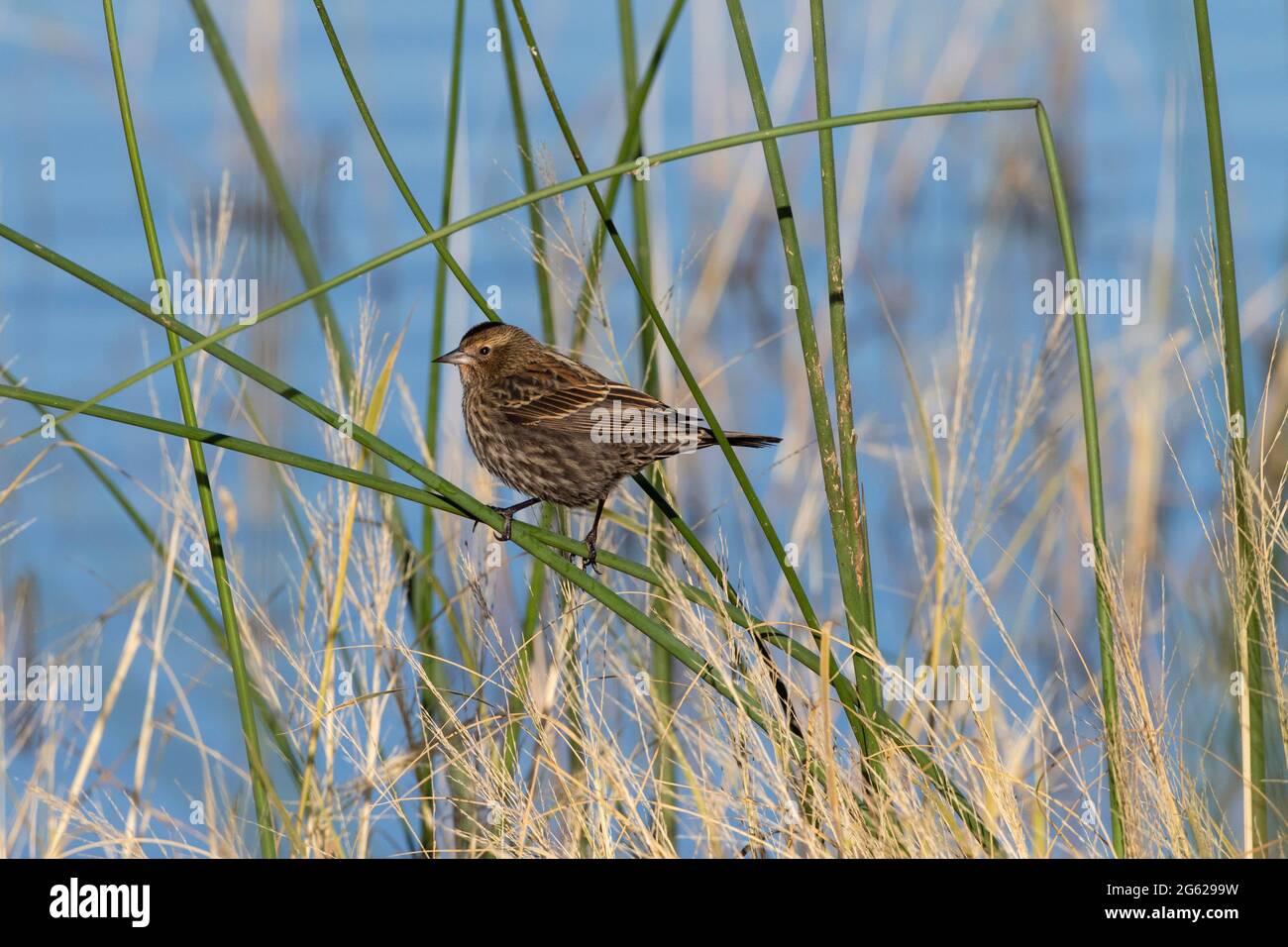 Una hembra adulta de púa roja, Agelaius phoeniceo, encaramada en un baluaje  de tallo duro en el Refugio Nacional de Vida Silvestre Merced de California  Fotografía de stock - Alamy