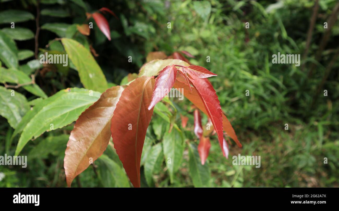 Primer plano de una punta de la rama de lovi lovi, pocas hojas jóvenes de color rojizo en foco Foto de stock
