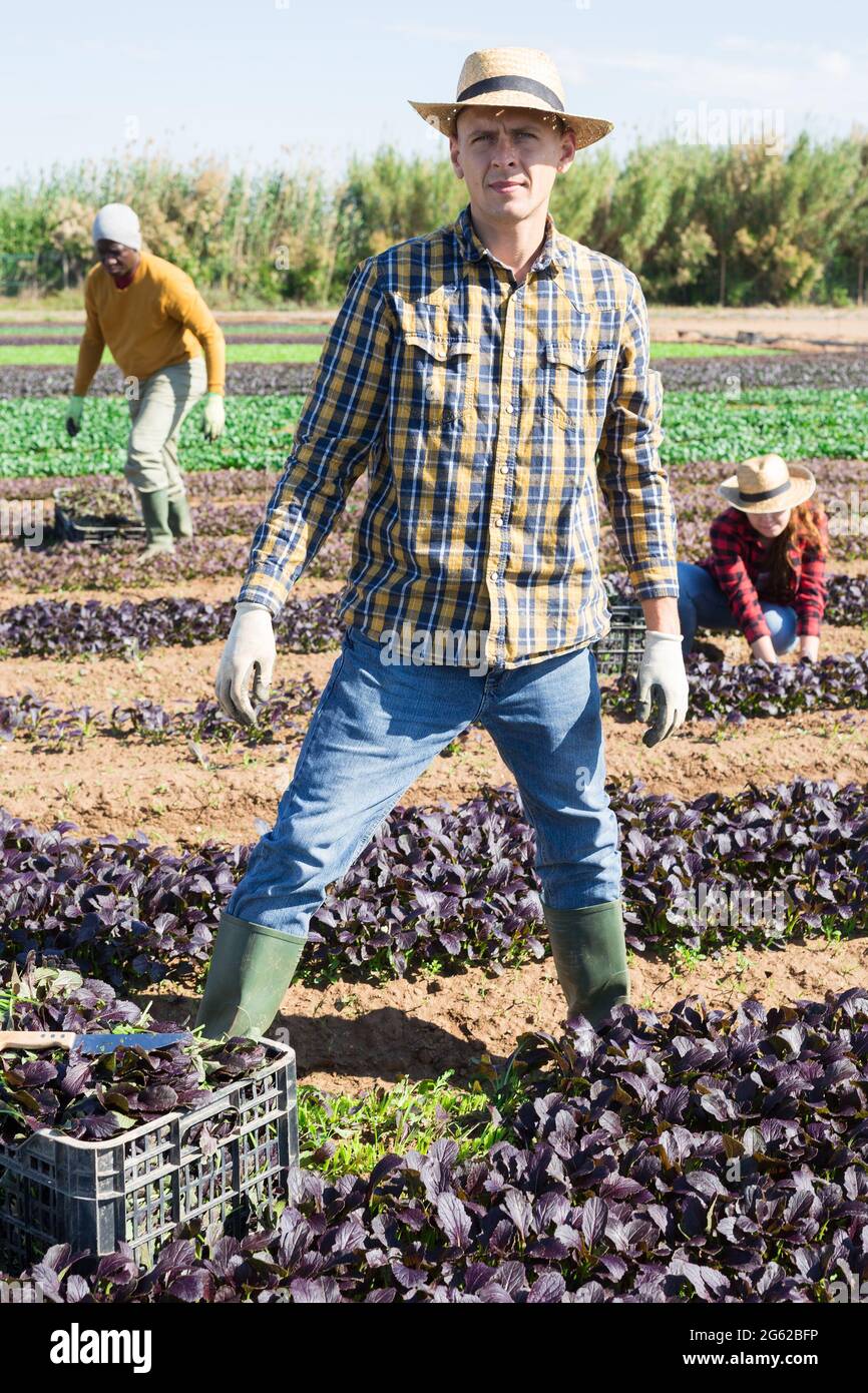 Jardinero masculino en sombrero de paja cosechando romaine rojo Foto de stock