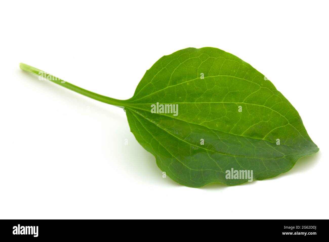 Hoja de plátano, planta medicinal aislada sobre fondo blanco Fotografía