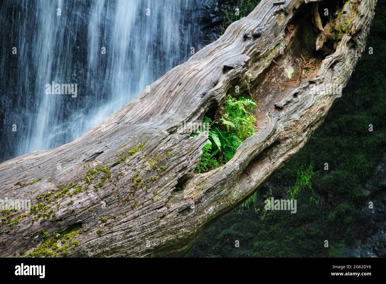 Árbol caído en una piscina de cascada con un helecho que crece de ella Foto de stock