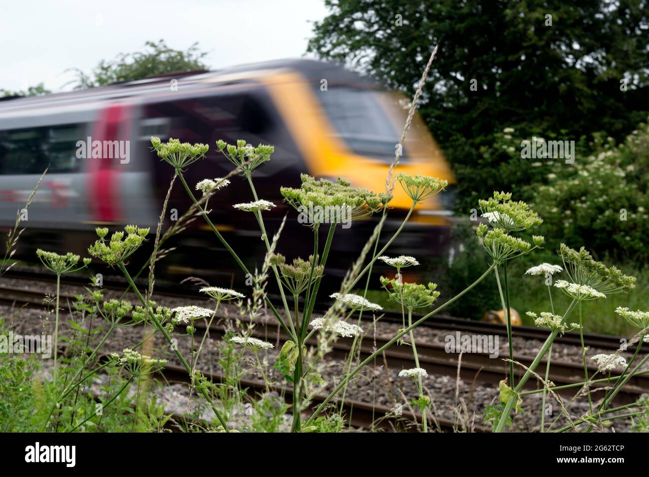 Flores silvestres en lindeside con un viaje en el tren Voyager de Arriva, Warwickshire, Reino Unido Foto de stock