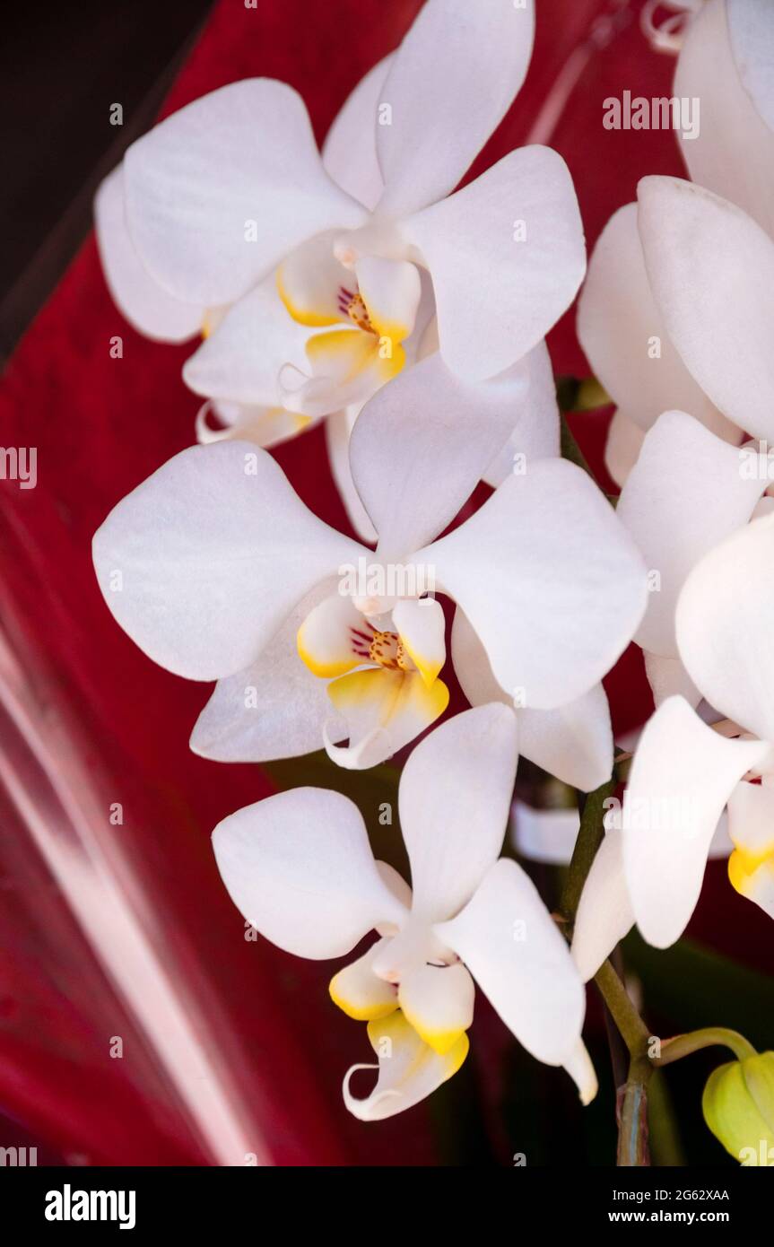 Las orquídeas exóticas son preciosas y muy apreciadas en la cultura de