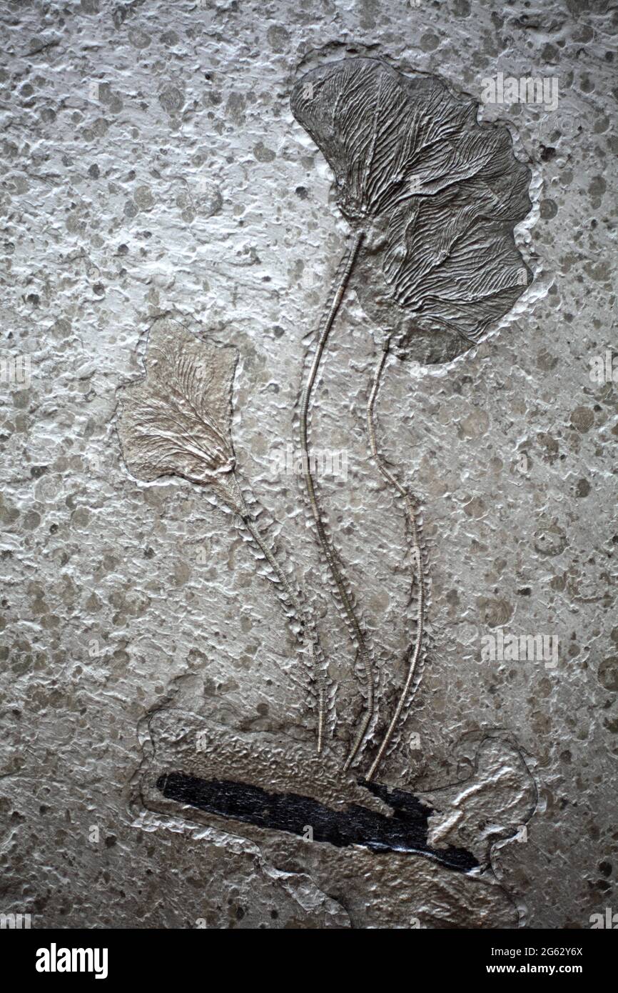 Fósil de Holzmaden, Jura, 140 millones de años Foto de stock