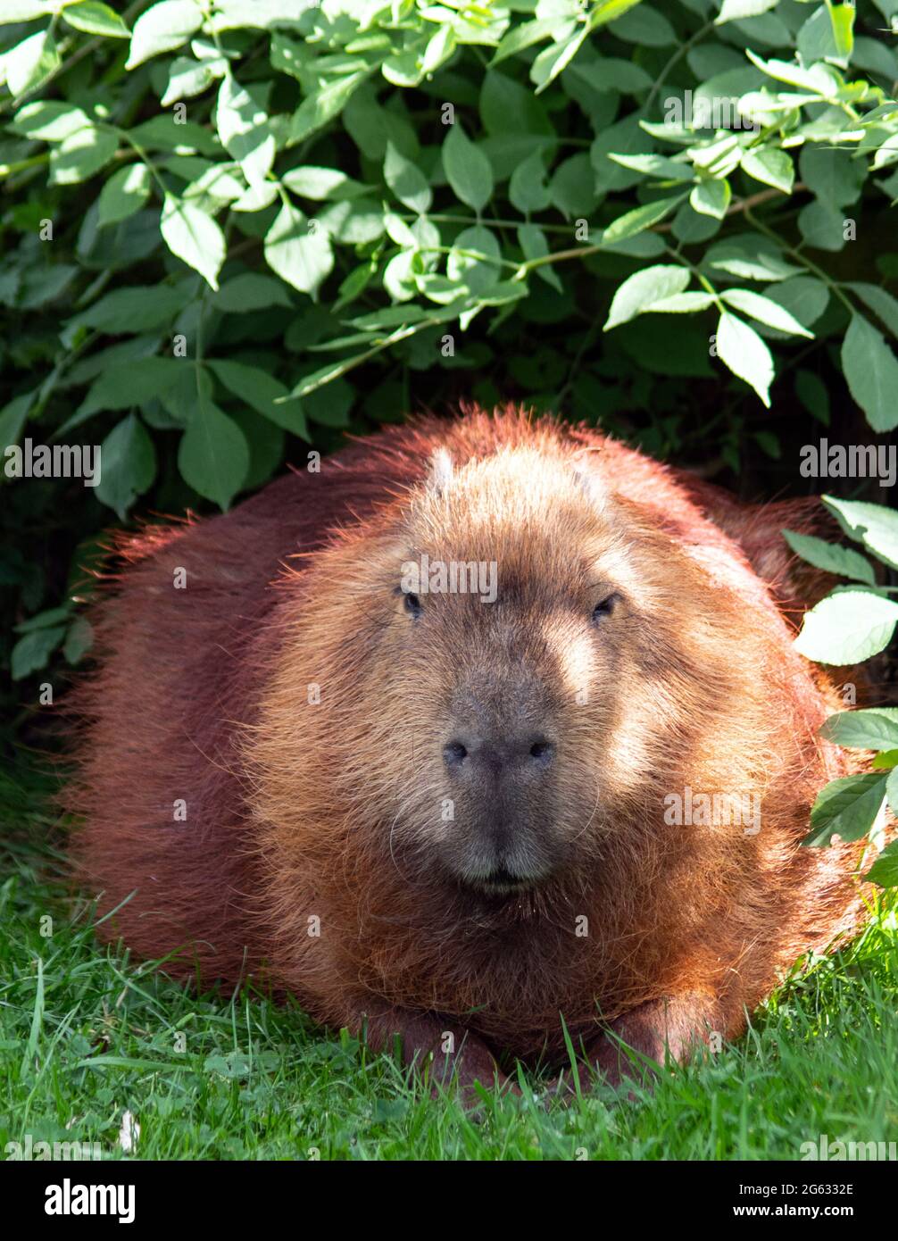 El Capybara es un roedor de cavy gigante nativo de América del Sur. Es el roedor vivo más grande