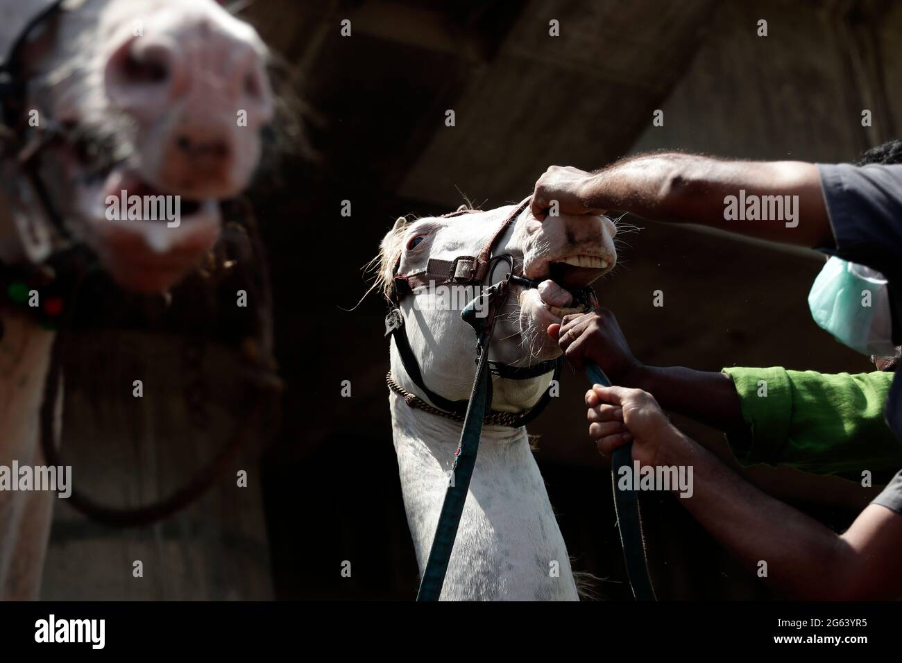 Chennai, India. 02nd de julio de 2021. Los cuidadores tratan de controlar a un caballo durante un campamento anual de chequeo de salud animal para el bienestar de los caballos (no relacionados con la enfermedad de coronavirus) en Chennai. (Foto de Sri Loganathan Velmurugan/Pacific Press) Crédito: Pacific Press Media Production Corp./Alamy Live News Foto de stock