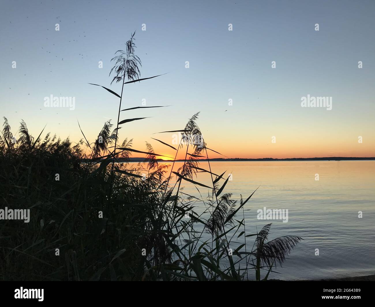 Puesta de sol en Chiemsee, cañas en primer plano Foto de stock