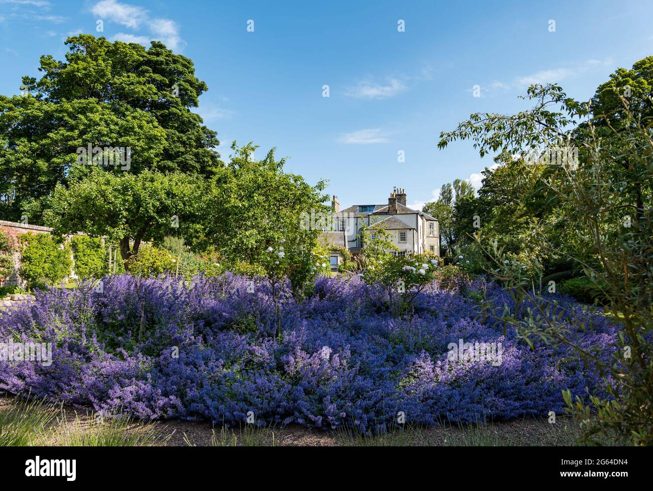 East Lothian, Escocia, Reino Unido, 2nd de julio de 2021. Esquema de Jardín de Escocia NUEVO ABRIENO DE JARDÍN: Shane Corstorphine, ex director financiero de Skyscanner y un jardinero entusiasta, ha pasado 4 años preparando los jardines de Camptoun House para abrir por primera vez para recaudar dinero para la caridad fotografiada: El jardín amurallado con un lecho de flor de menta o nepeta Foto de stock