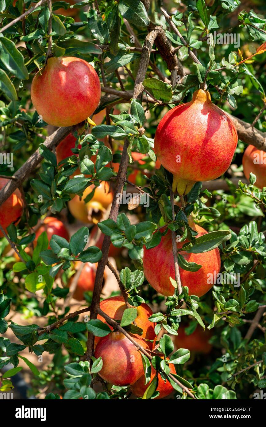 Bajo ángulo de acercamiento mostrando grupo de frutos de granada, Punica granatum colgando con hojas verdes en ramas en un jardín . Foto de stock
