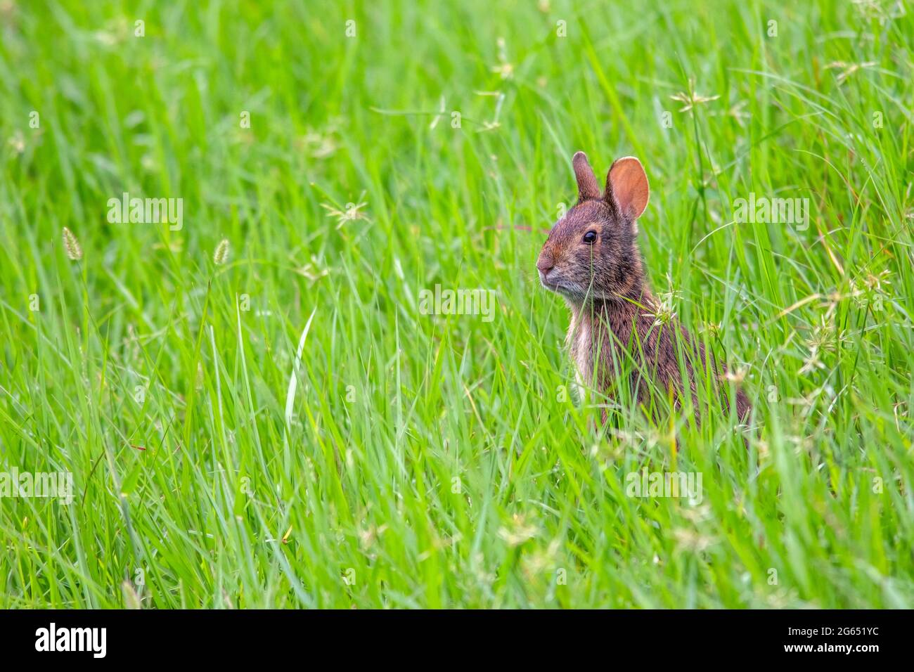 Alerta de conejo pantano (Sylvilagus palustris) en hierba verde - Green Cay Wetlands, Boynton Beach, Florida, EE.UU Foto de stock