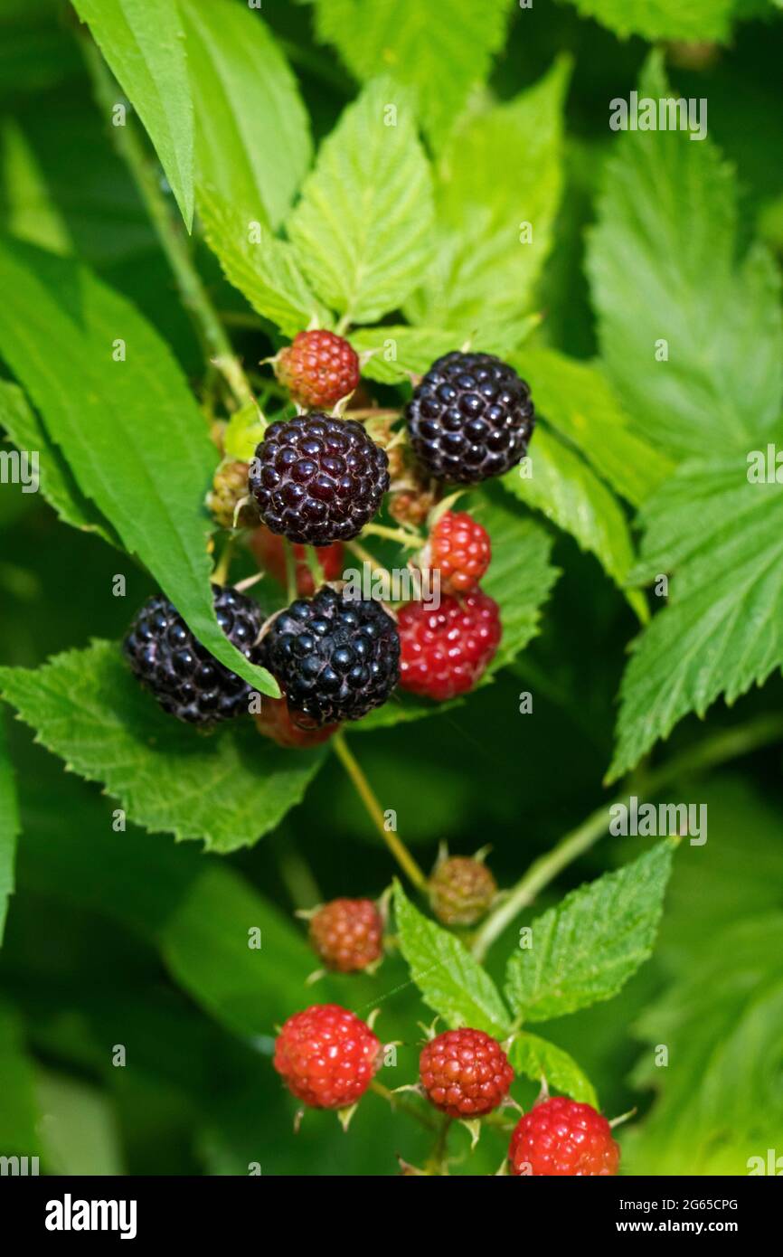 Frambuesas negras silvestres (Rubus occidentalis) , Thimblebries, frambuesa negra Foto de stock