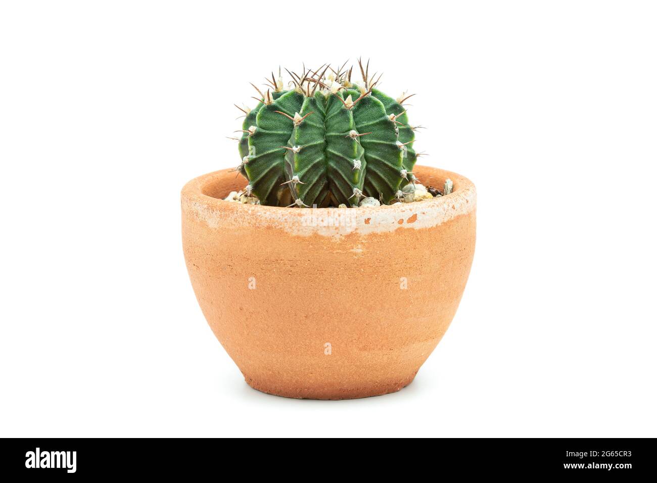 Cactus en una olla de terracota sobre fondo blanco. Foto de stock