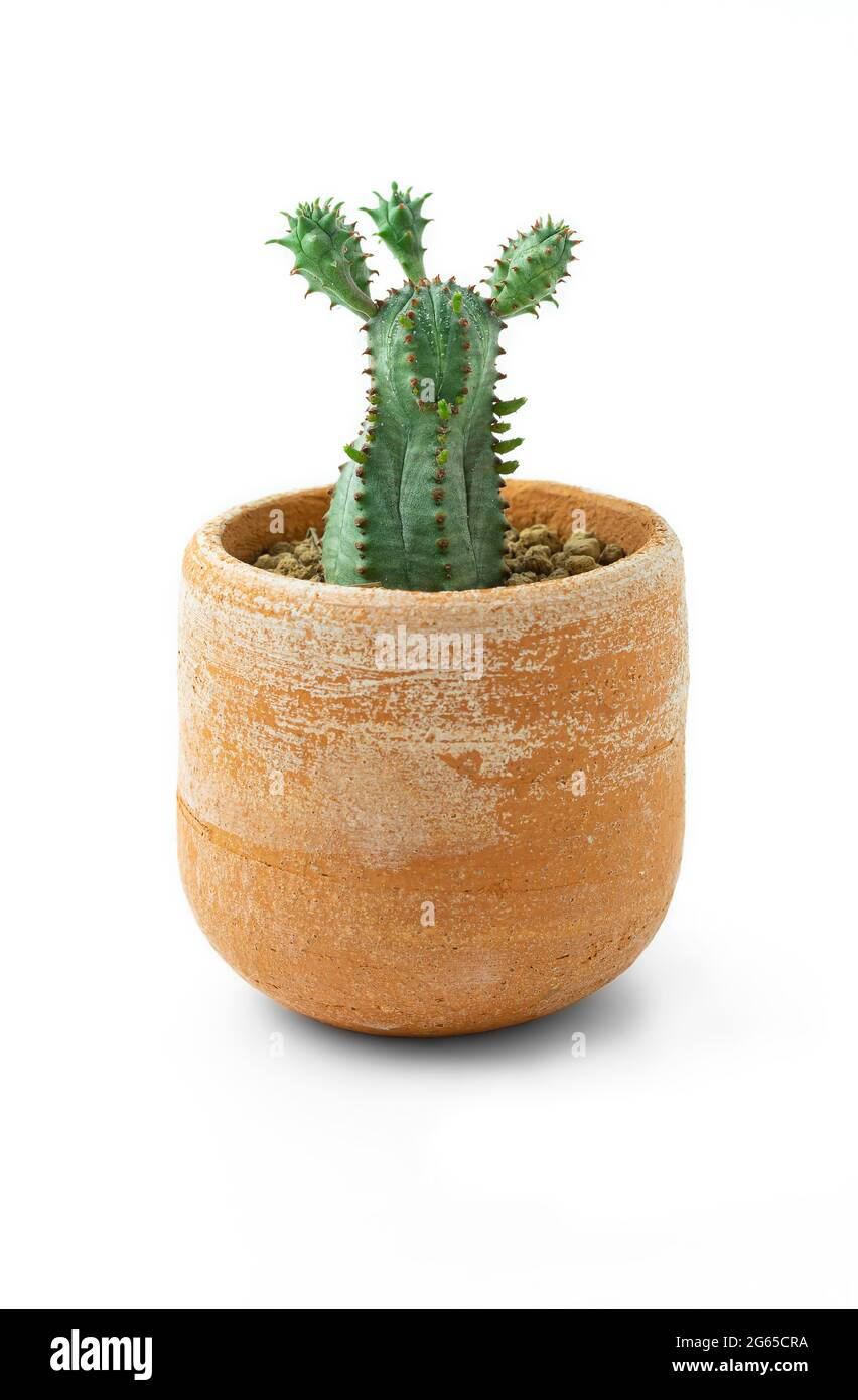 Planta de cactus en maceta de terracota sobre fondo blanco. Foto de stock