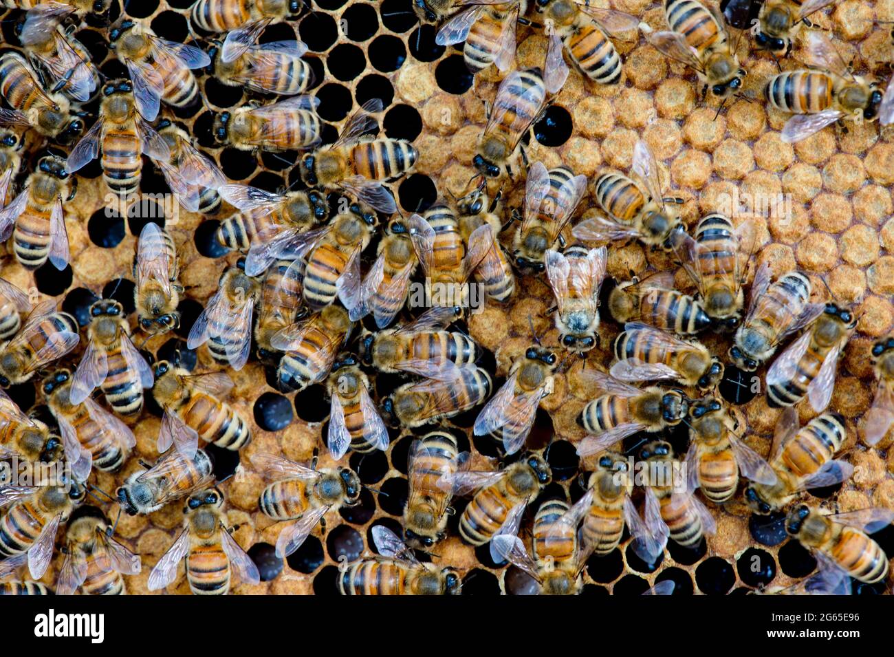 Abejas melíferas (Apis mellifera) en un marco de panal de abeja dentro de una colmena en el SW de Idaho. Foto de stock