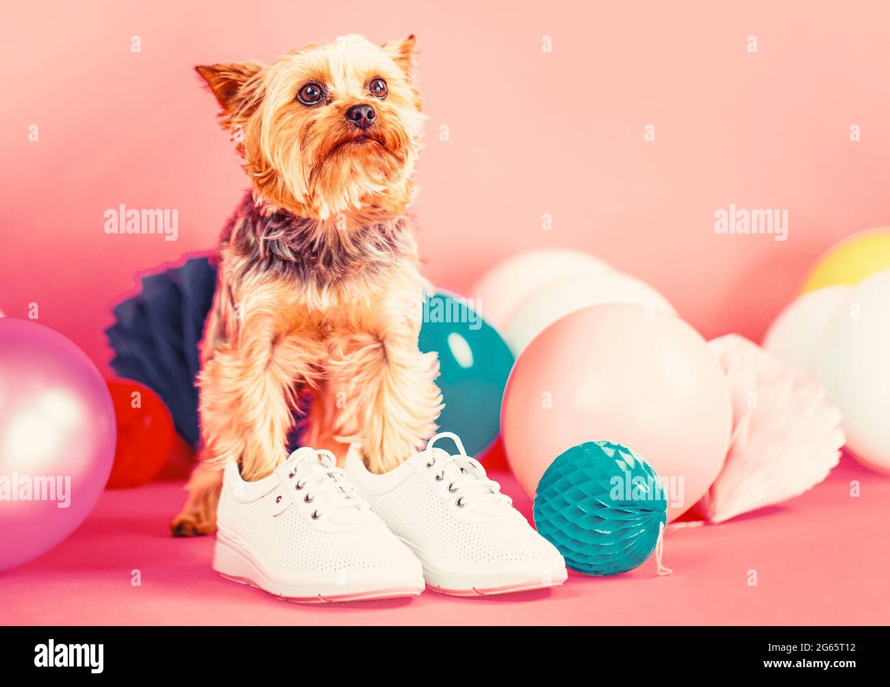 Lindo perro con ropa y zapatos. Zapatos para perros. Yorkshire Terrier en  zapatillas Fotografía de stock - Alamy