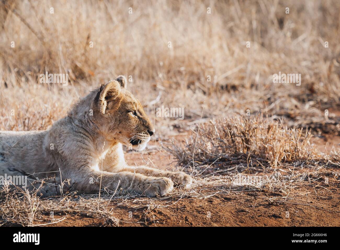 Animales en la naturaleza - cachorro de león en el Parque Nacional Kruger, Sudáfrica Foto de stock