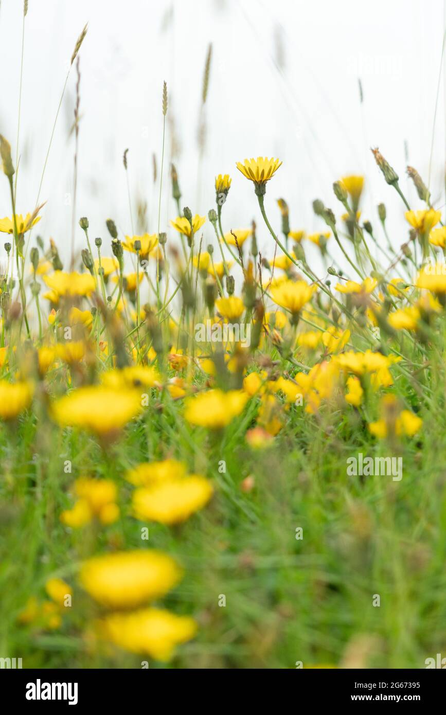 Las flores amarillas en un prado tiraron abajo Foto de stock