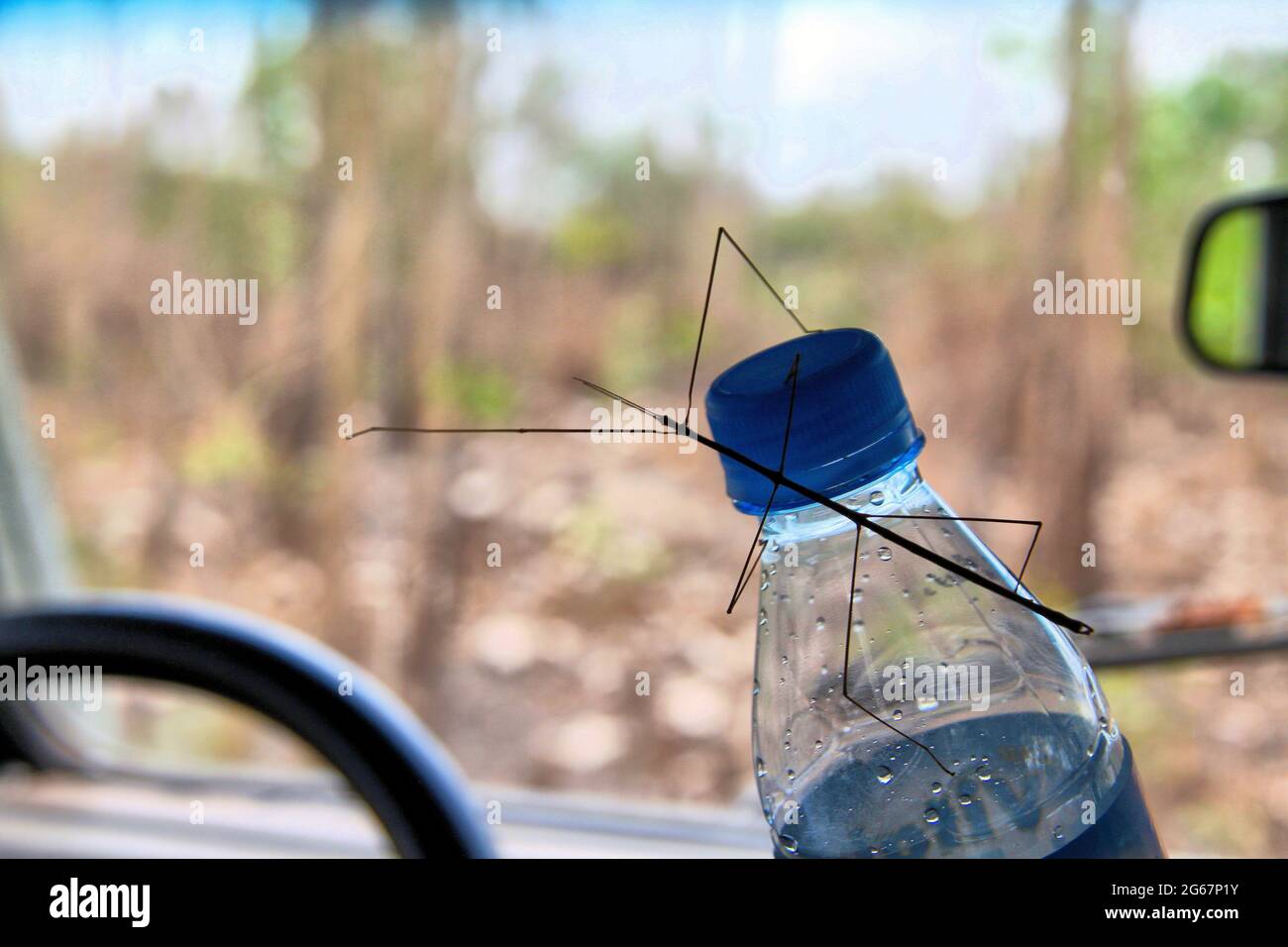 Un insecto del palo está en una botella de agua dentro de un jeep en el campo de Togo, África occidental. Foto de stock