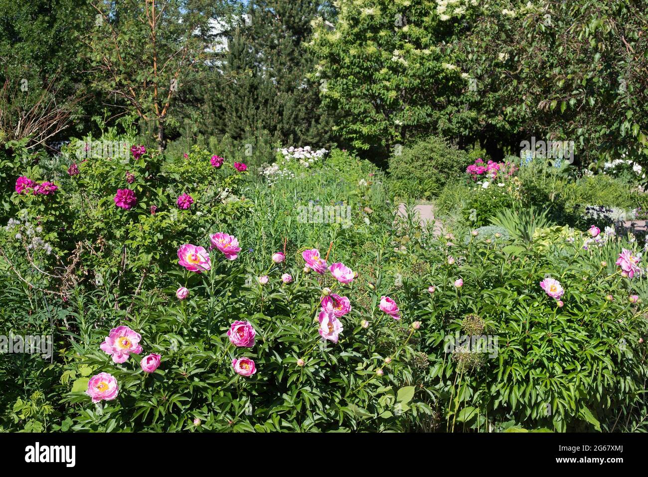 El Jardín Fragante del CNIB para aquellos con visión deficiente incluye plantas con fragancias y texturas distintas, peonías y rosas en flor Foto de stock