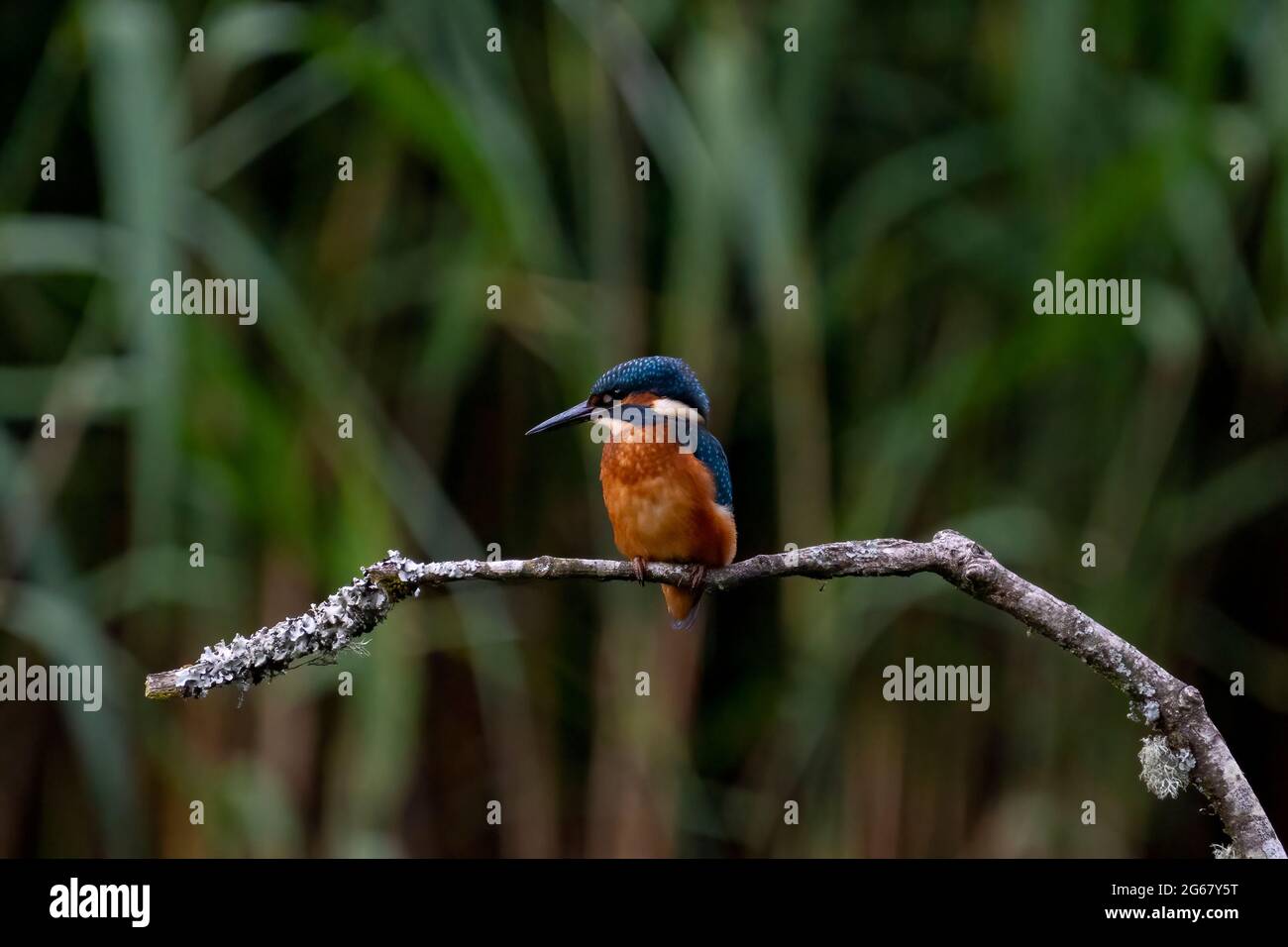 Kingfisher (Athis Alcedo), tomada en la Reserva Natural de la Granja Forestal, Cardif Foto de stock
