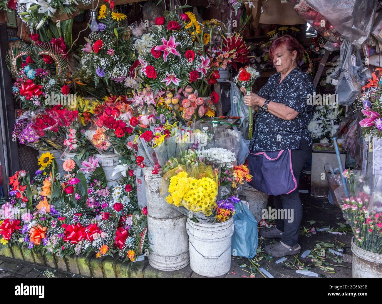 Flores de san jose costa rica fotografías e imágenes de alta resolución -  Alamy