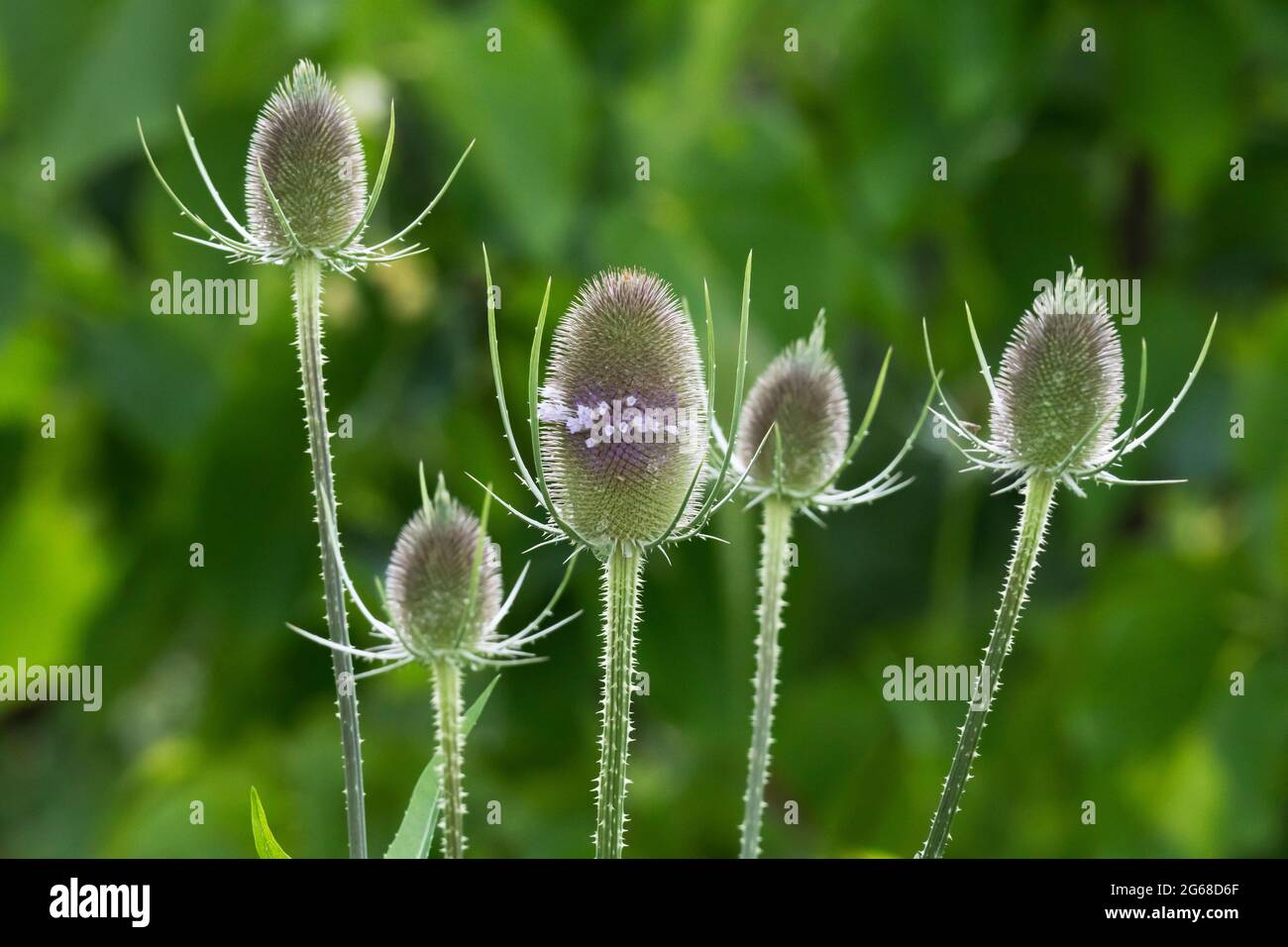 Cucharillas (Dipsacus fullonum), comenzando a florecer, el Teasel de Fuller Foto de stock