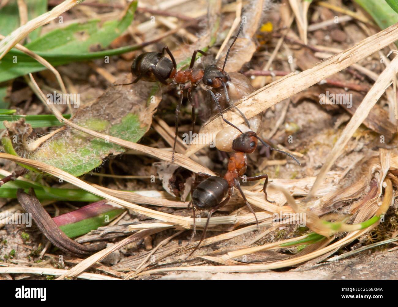 Hormigas de madera del sur que llevan un grub, Arnside, Cumbria del sur, Reino Unido. Las hormigas construyen sus nidos en lugares soleados y protegidos y son más activas en primavera y Foto de stock