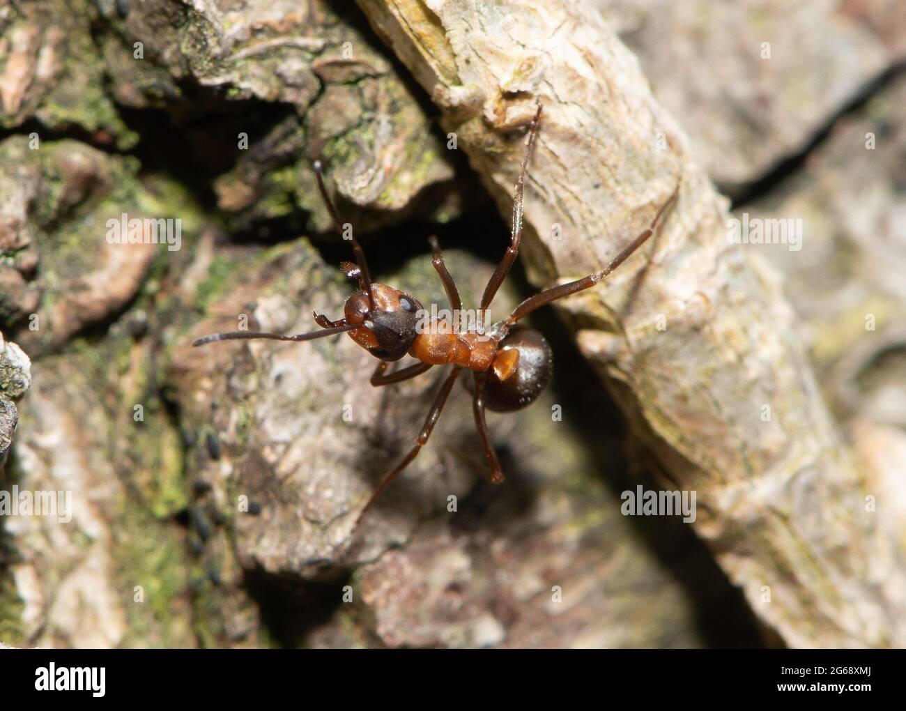 Una hormiga de madera del sur, Arnside, South Cumbria, Reino Unido. Foto de stock