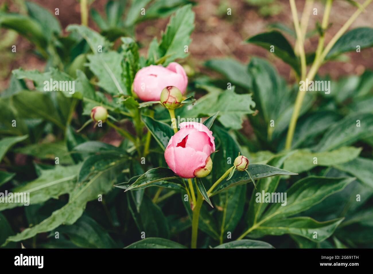 Brote de peonía sin abrir en el jardín. Minimalismo de hojas verdes y una  flor Fotografía de stock - Alamy