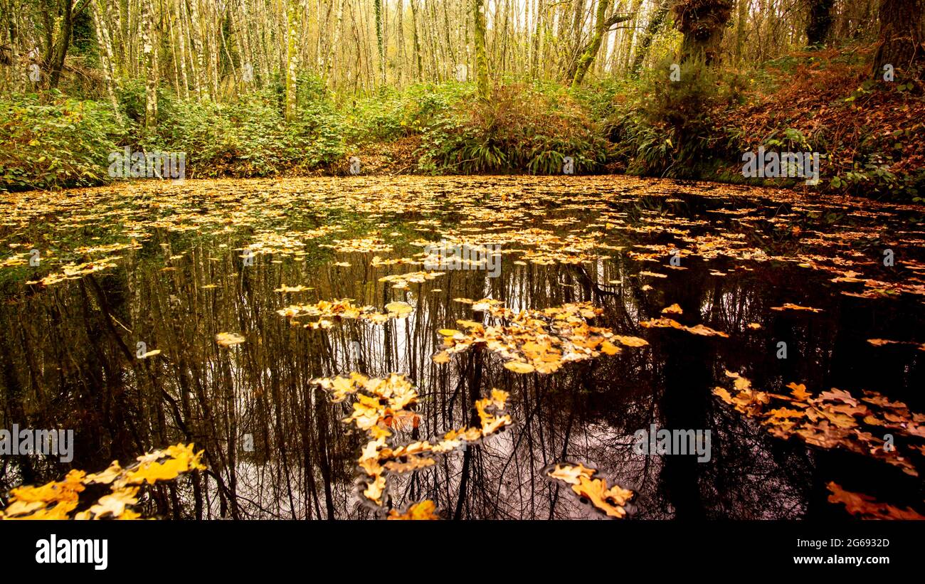 hojas de árboles flotando en el agua en otoño con reflejos del bosque Foto de stock