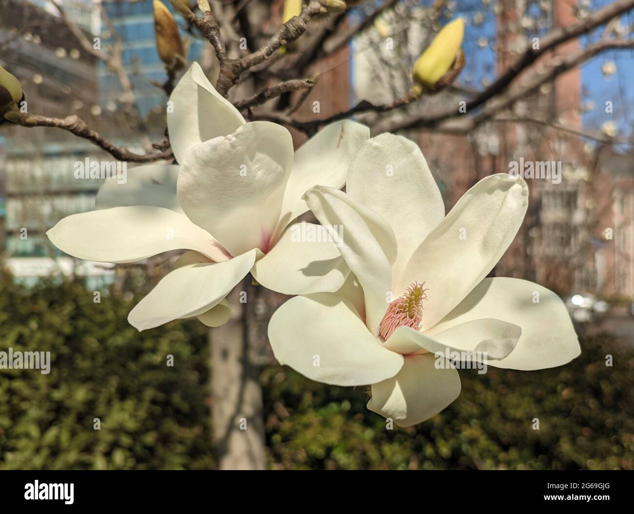 Dos flores blancas de magnolia florecen en la tarde soleada en Shanghai Foto de stock