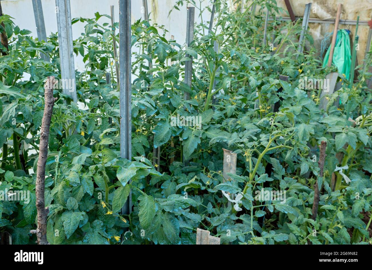 Plantas de tomate que crecen en el invernadero con manchas azules de sulfato  de cobre en las hojas verdes Fotografía de stock - Alamy