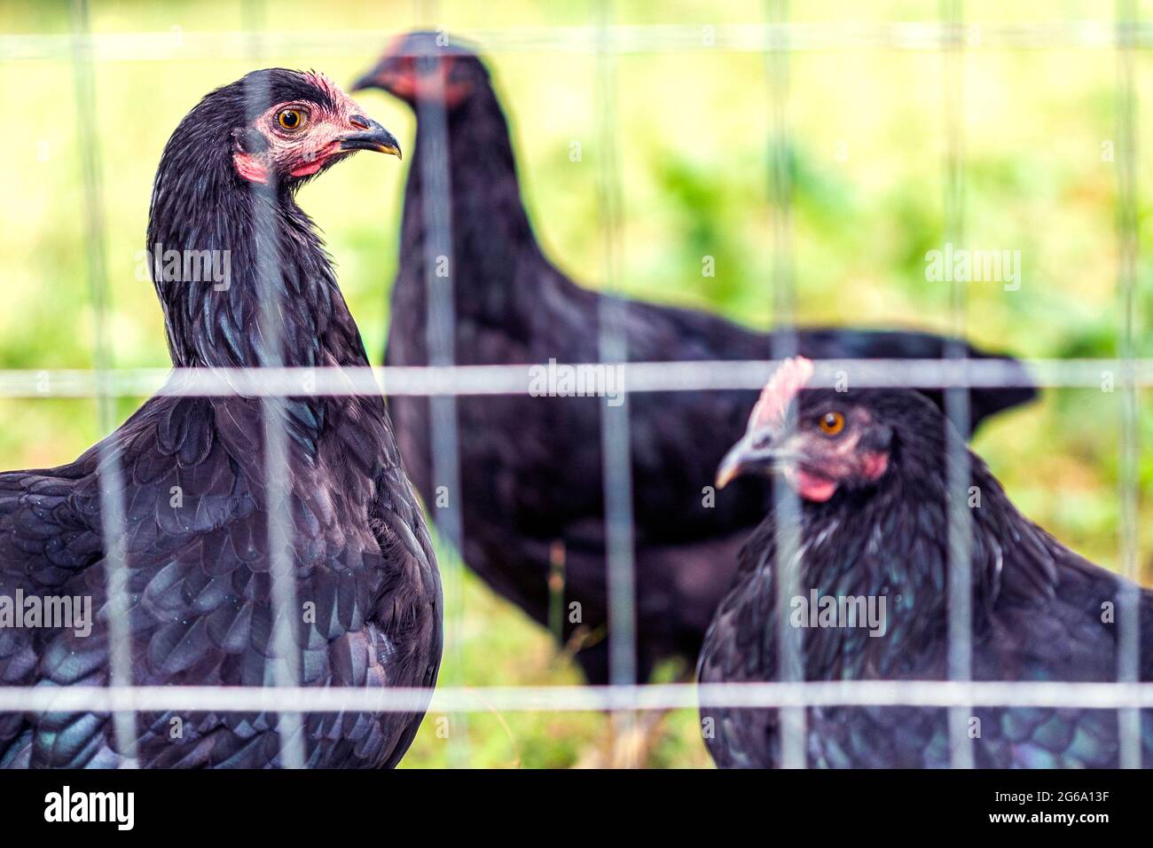 Los pollos negros franceses de Marans y los pollos gigantes de Jersey