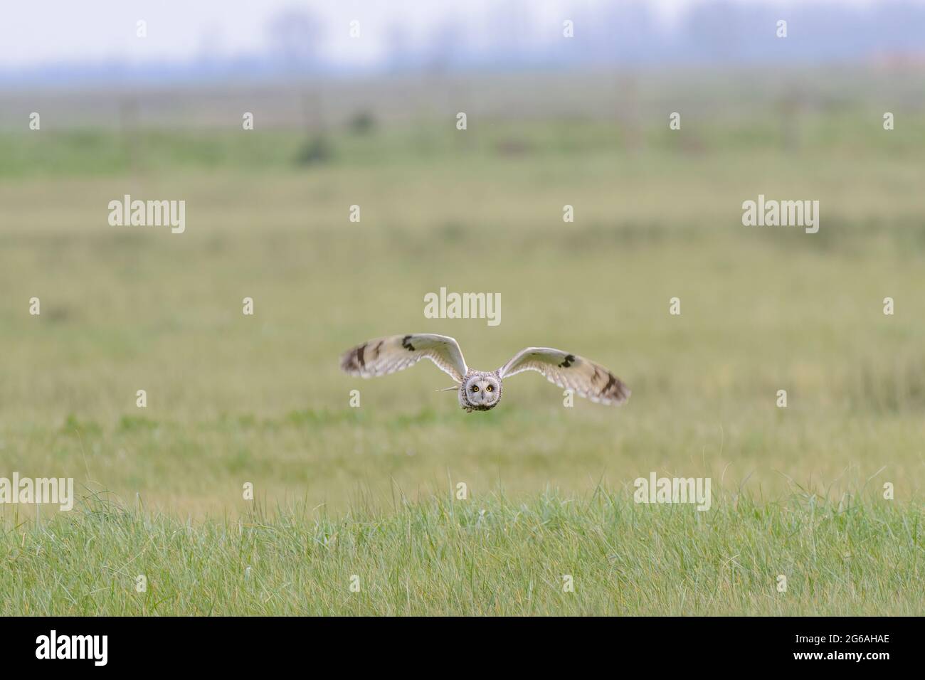 Aves de corral cortas (Asio flammeus) volando hacia la cámara sobre prados de pasto mientras cazas en invierno Foto de stock