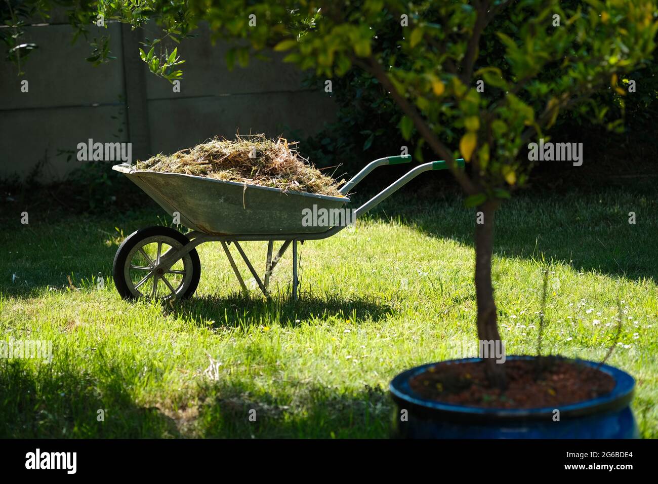 Una carretilla llena de astillas de madera en el fondo del jardín. Milch o  corteza utilizado como compost en hierba verde exuberante en primavera.  paisajismo que se realiza en frongow con herramientas