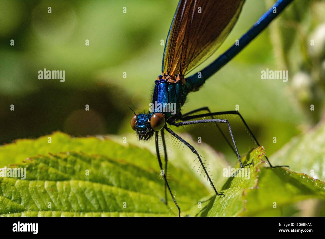 Cabeza detallada en la imagen de un macho Demoiselle Agrion Damselfly (Calopteryx virgo) también conocido como hermoso Agrion, en reposo en un cálido día de primavera. Foto de stock