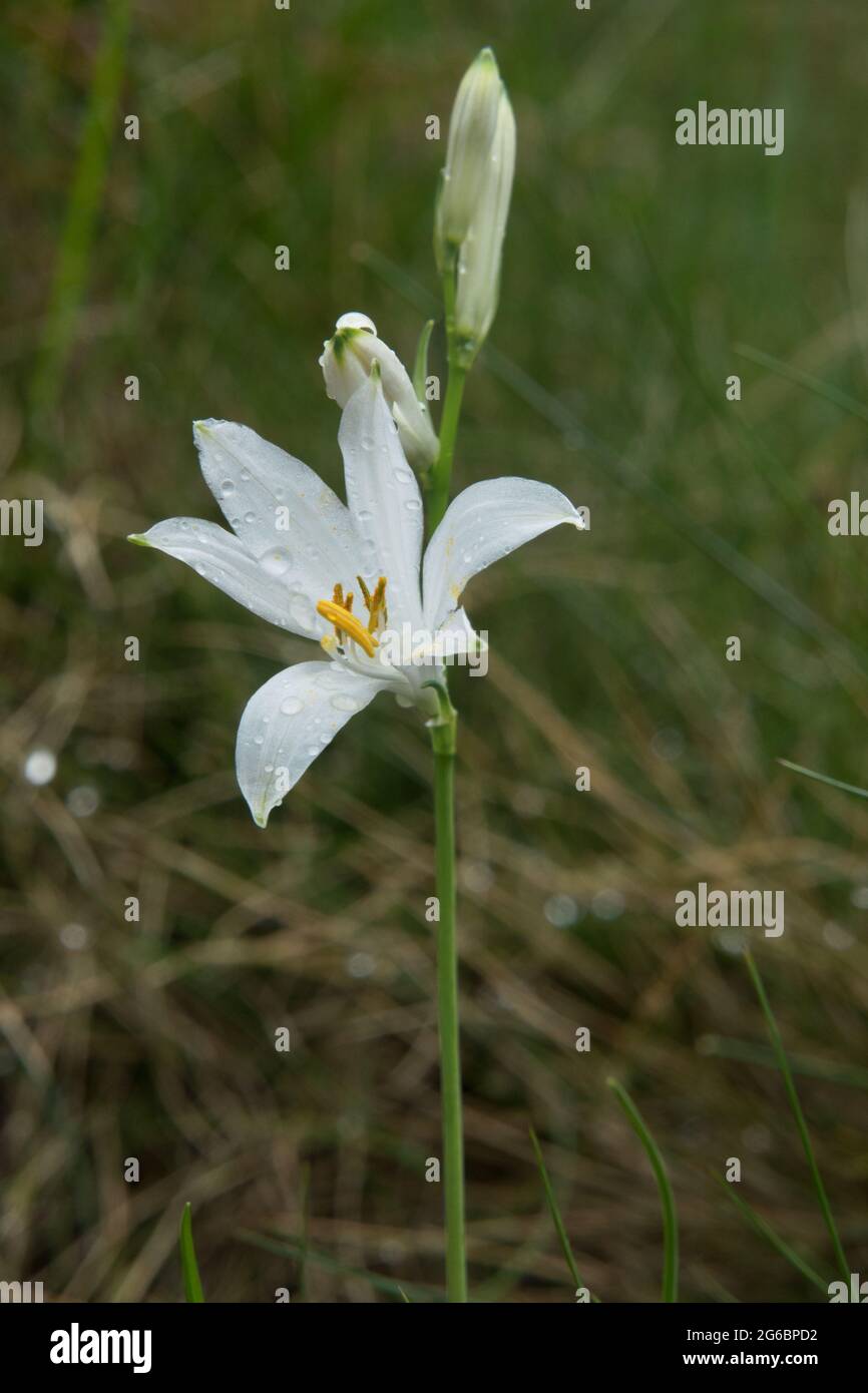 Flores blancas en forma de trompeta del lirio de San Bruno en un prado  alpino, algunas gotas de lluvia en los pétalos Fotografía de stock - Alamy