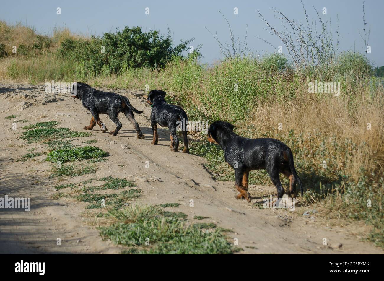 Tres perros jóvenes caminando por un camino de tierra. Humedezca los  cachorros Rottweiler de tres meses de edad después de nadar en el mar.  Cachorros de la misma camada. Perrera. Atrás Fotografía