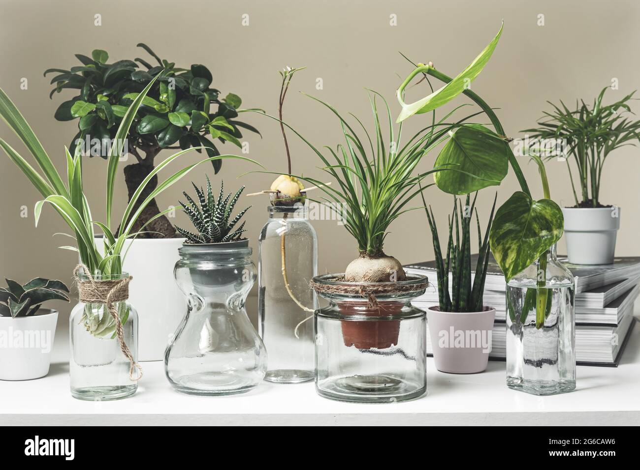 Una variedad de plantas caseras en ollas y tarros de cristal en un estante blanco, mini plantas y el concepto casero de la jardinería Foto de stock