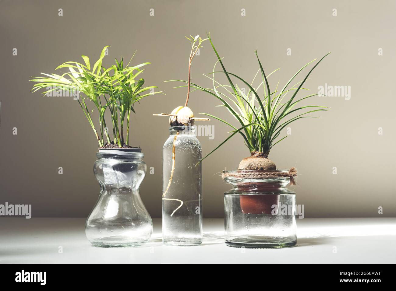 Mini plantas en tarros de vidrio en un estante blanco, jardinería y  conexión con el concepto de la naturaleza Fotografía de stock - Alamy