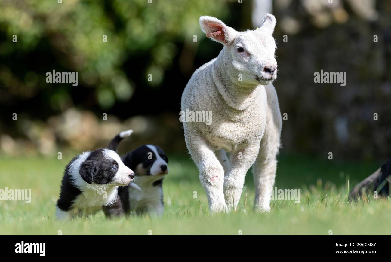Los cachorros Border Collie, de cuatro semanas de edad, se reúnen con su primera oveja, un cordero de mascota tejana en los valles de Yorkshire. Foto de stock