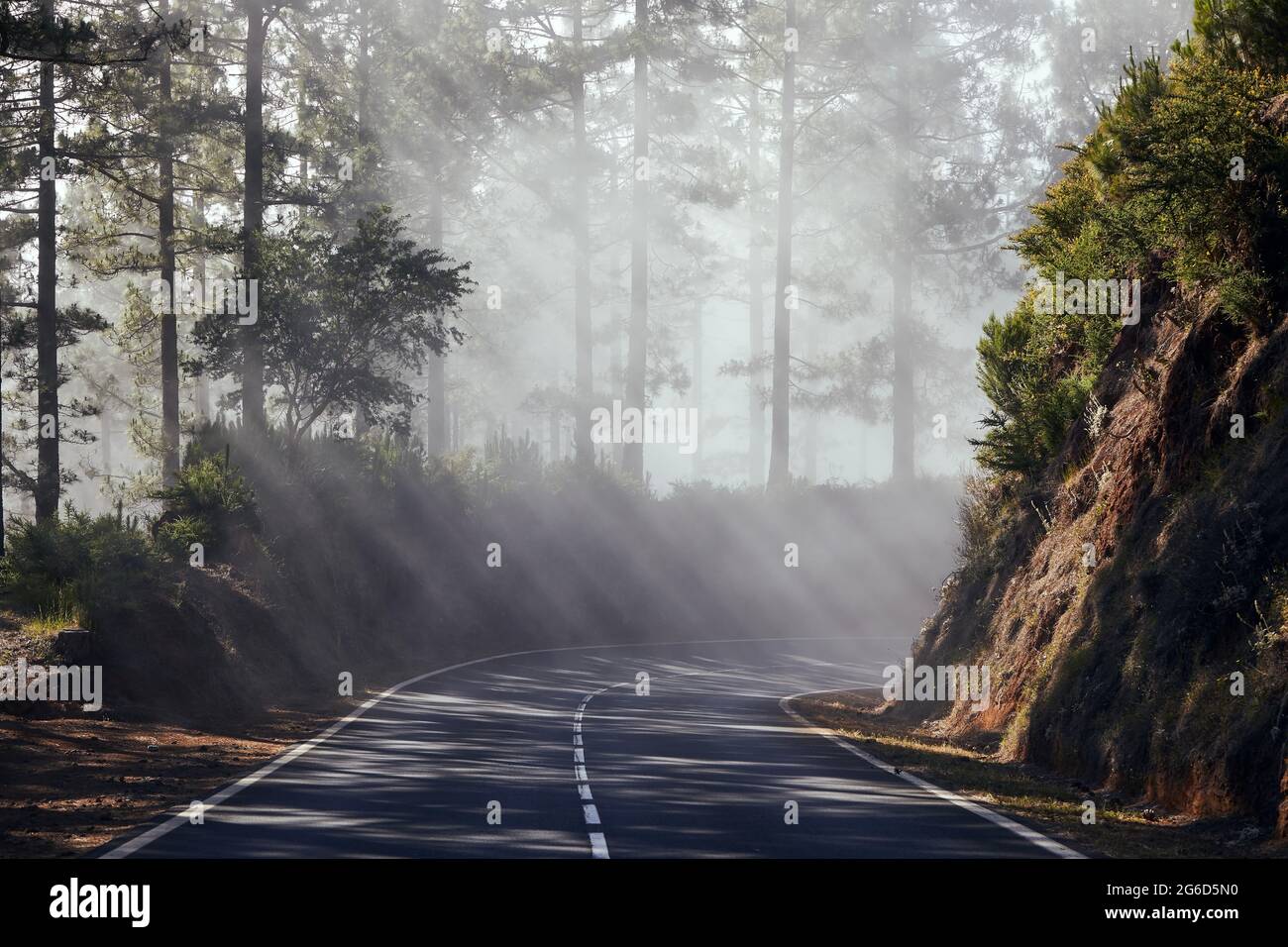 Rayos del sol en niebla. La carretera asfaltada pasa a través de un bosque nublado en Tenerife. Islas Canarias, España. Foto de stock