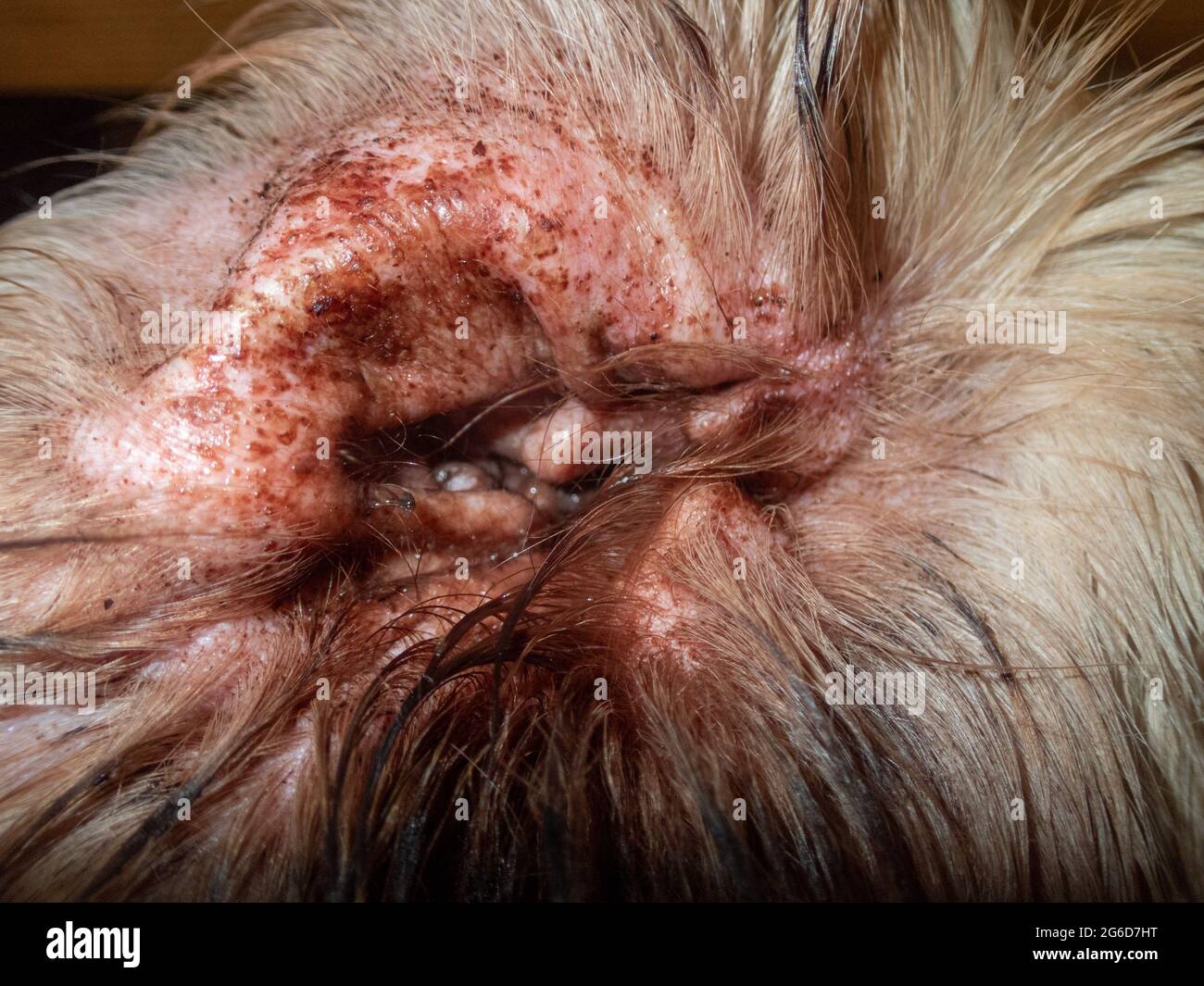 Perro canino con infección de oído y descarga Foto de stock