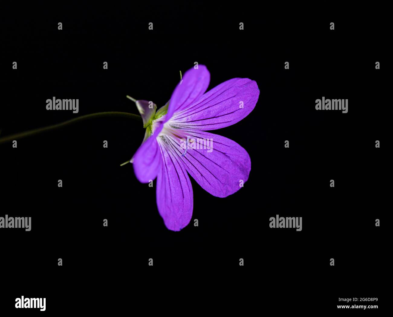 Geranio salvaje, geranio maculatum, flor violeta sobre fondo negro, fotografía de vida fija Foto de stock